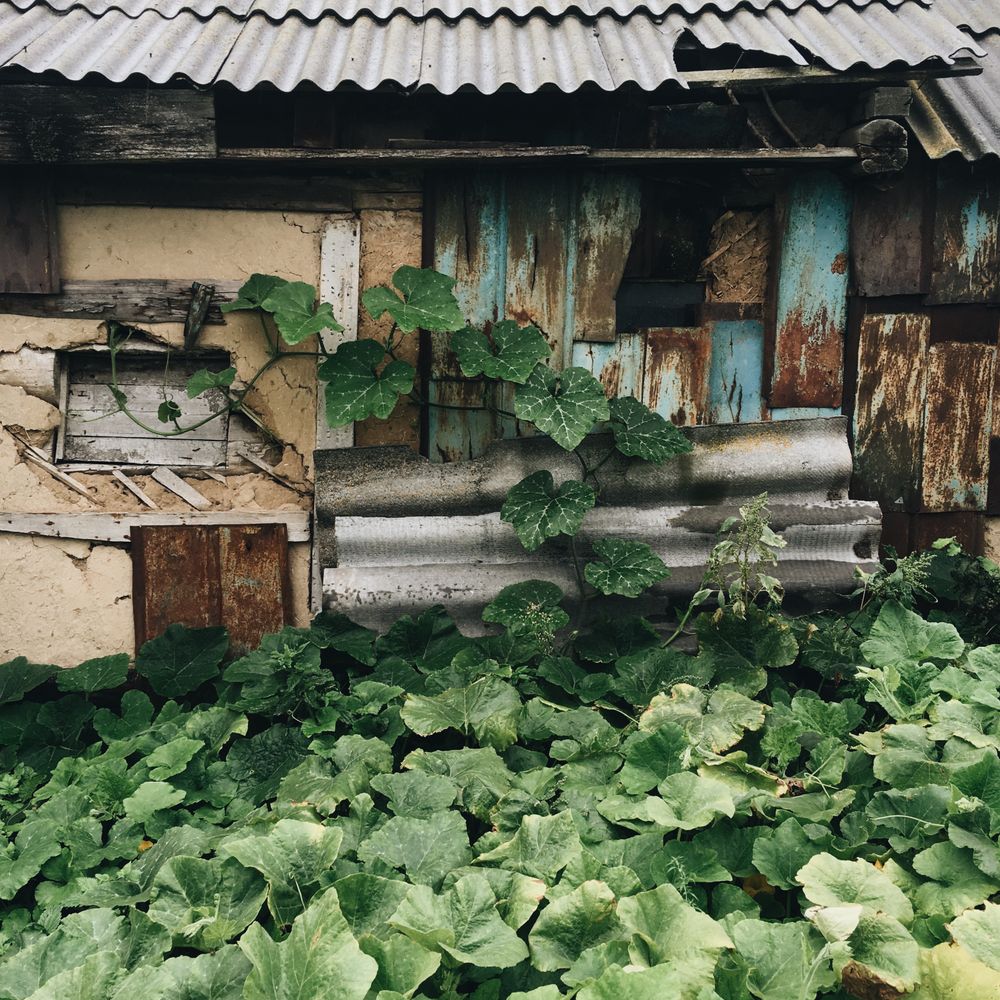 空き家の繁茂