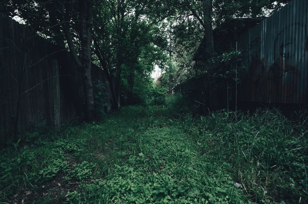 通路の除草